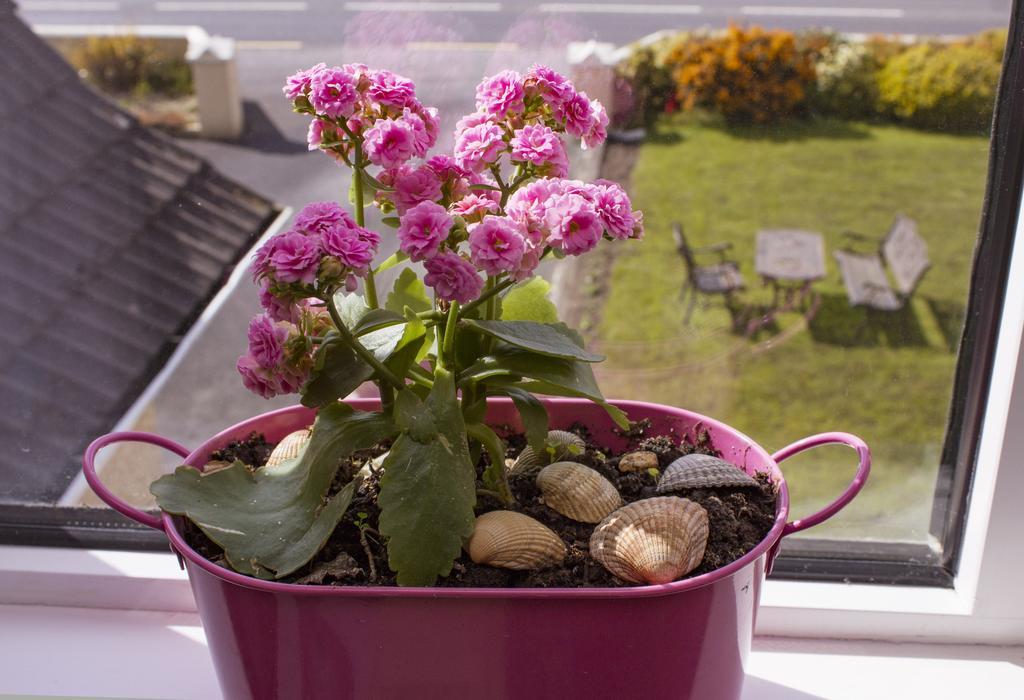 Eagle Heights Bed and Breakfast Enniscrone Buitenkant foto